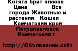 Котята брит класса › Цена ­ 20 000 - Все города Животные и растения » Кошки   . Камчатский край,Петропавловск-Камчатский г.